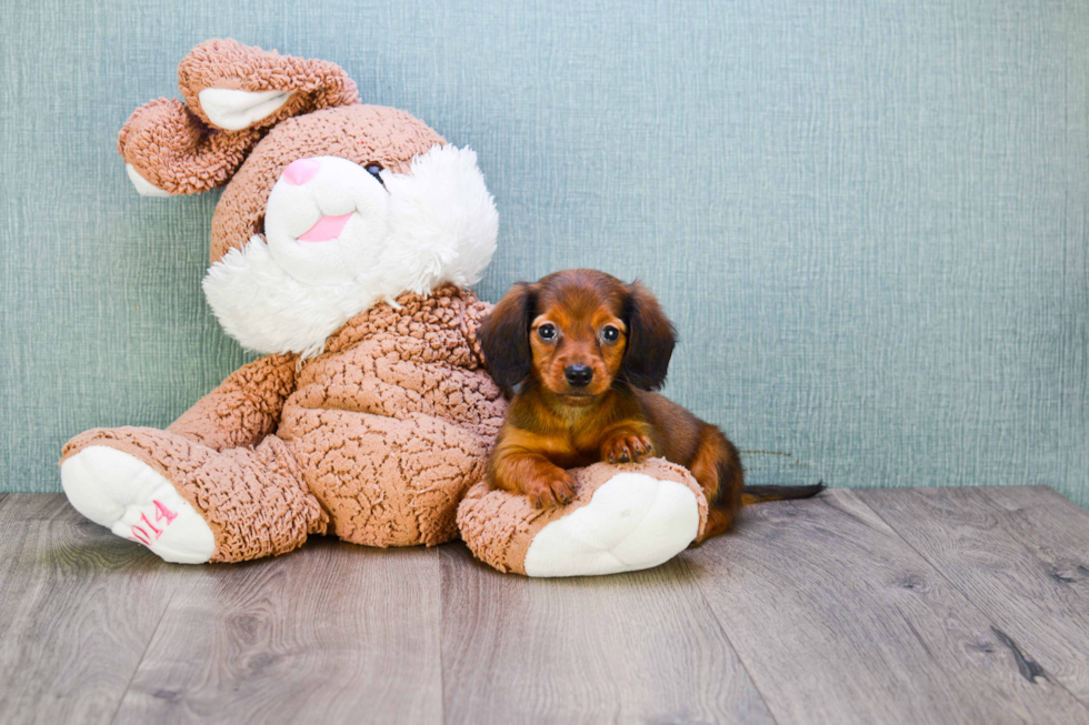 Best Dachshund Baby