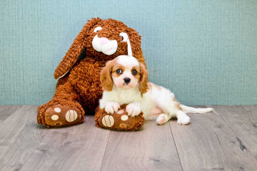 Sweet Cavalier King Charles Spaniel Purebred Puppy