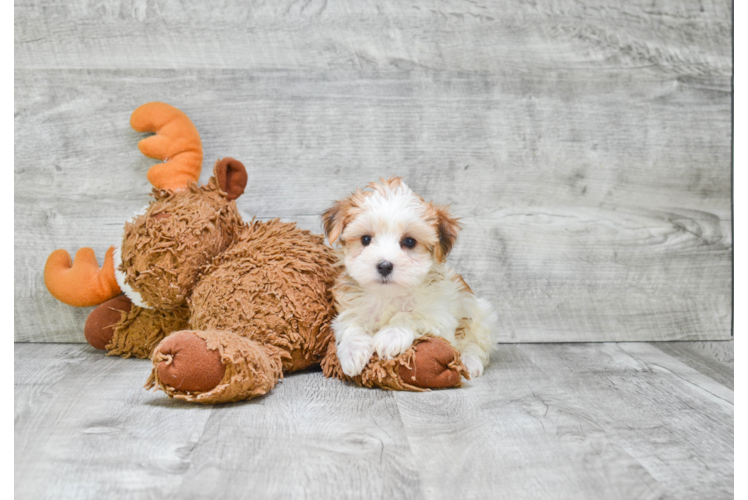 Morkie Pup Being Cute