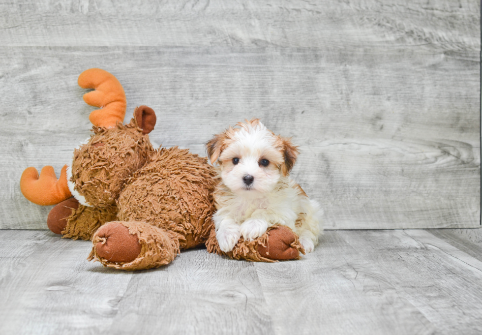 Morkie Pup Being Cute