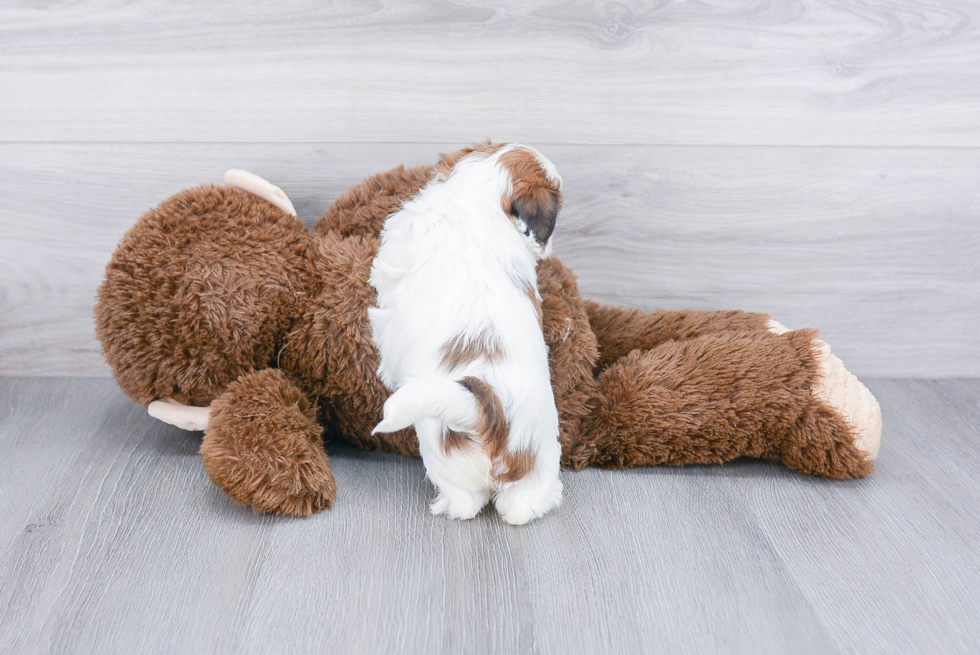 Little Shichon Designer Puppy