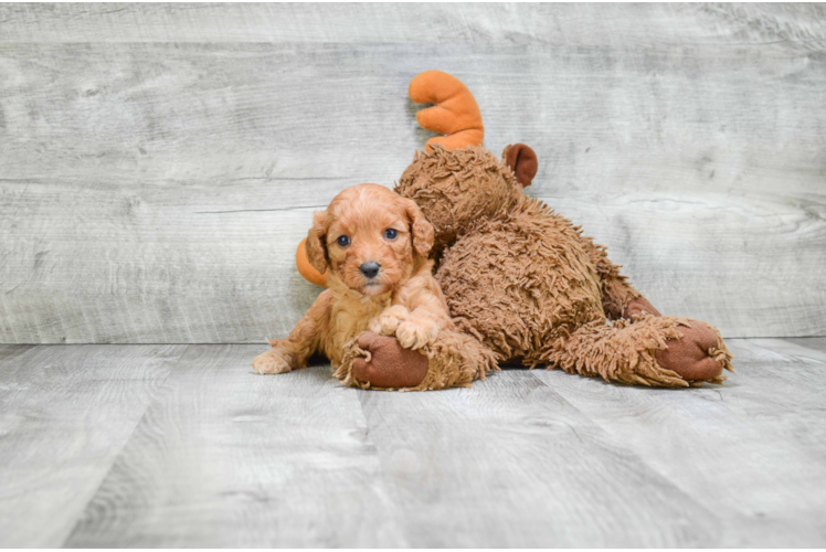 Cavapoo Puppy for Adoption