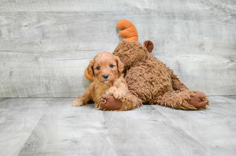 Cavapoo Puppy for Adoption