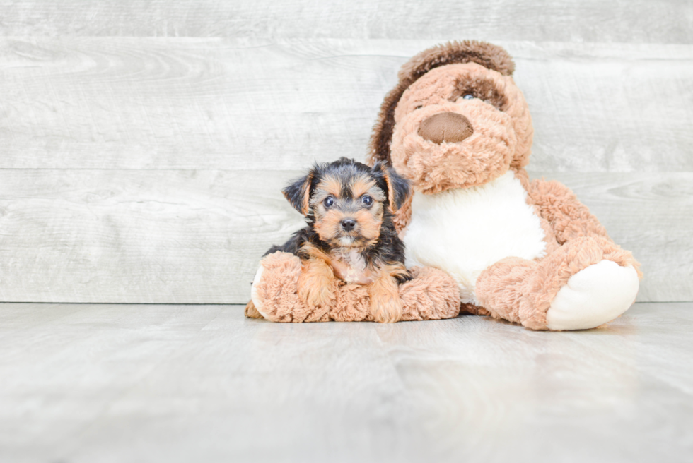 Playful Yorkie Doodle Poodle Mix Puppy