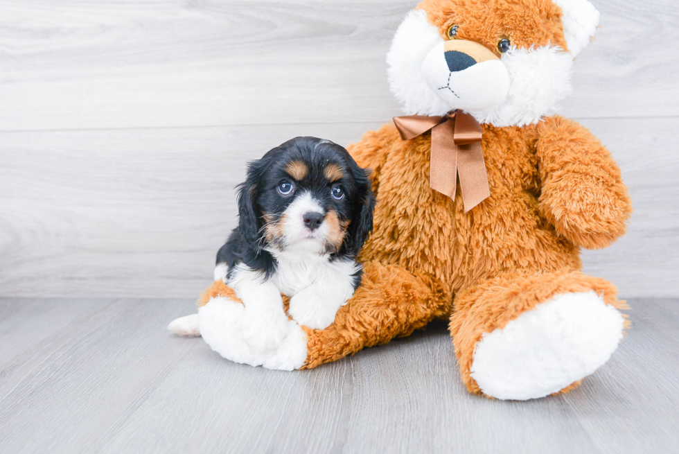 Popular Cavalier King Charles Spaniel Purebred Pup