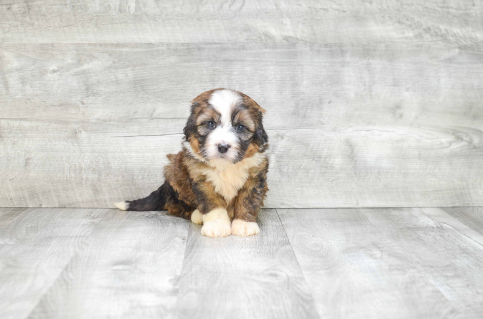 Mini Bernedoodle Puppy for Adoption