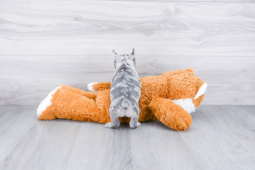 Playful French Bulldog Baby