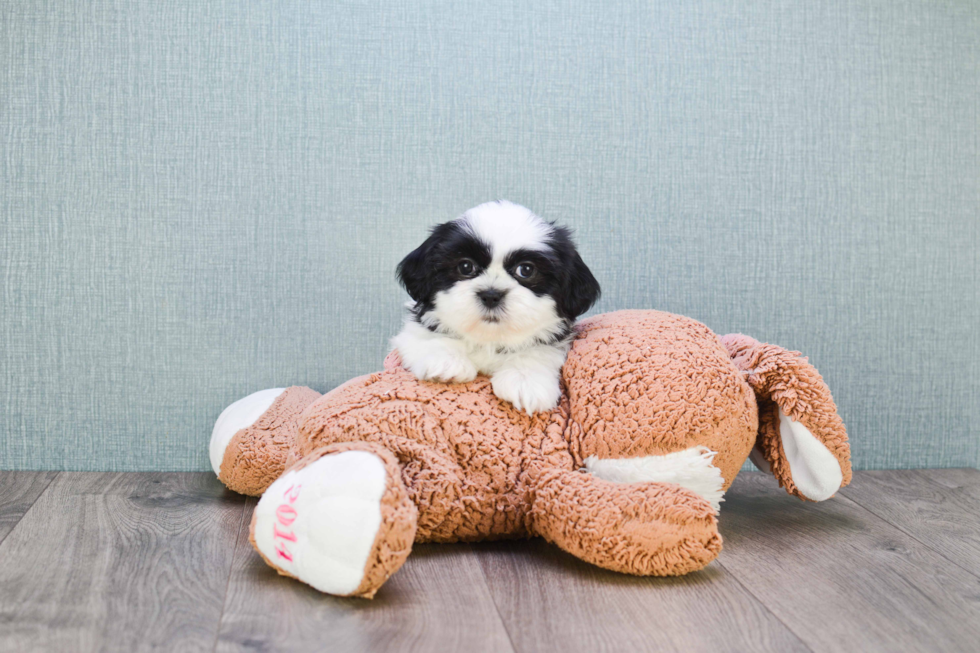 Funny Teddy Bear Designer Pup