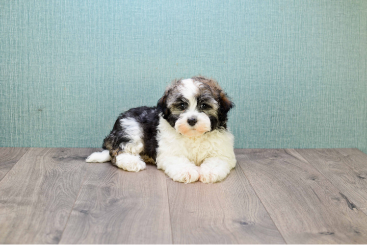 Havanese Pup Being Cute