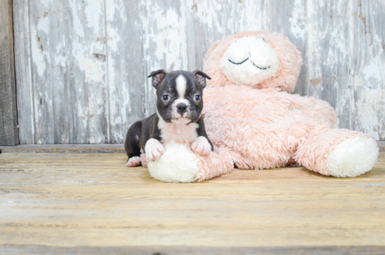 Boston Terrier Pup Being Cute