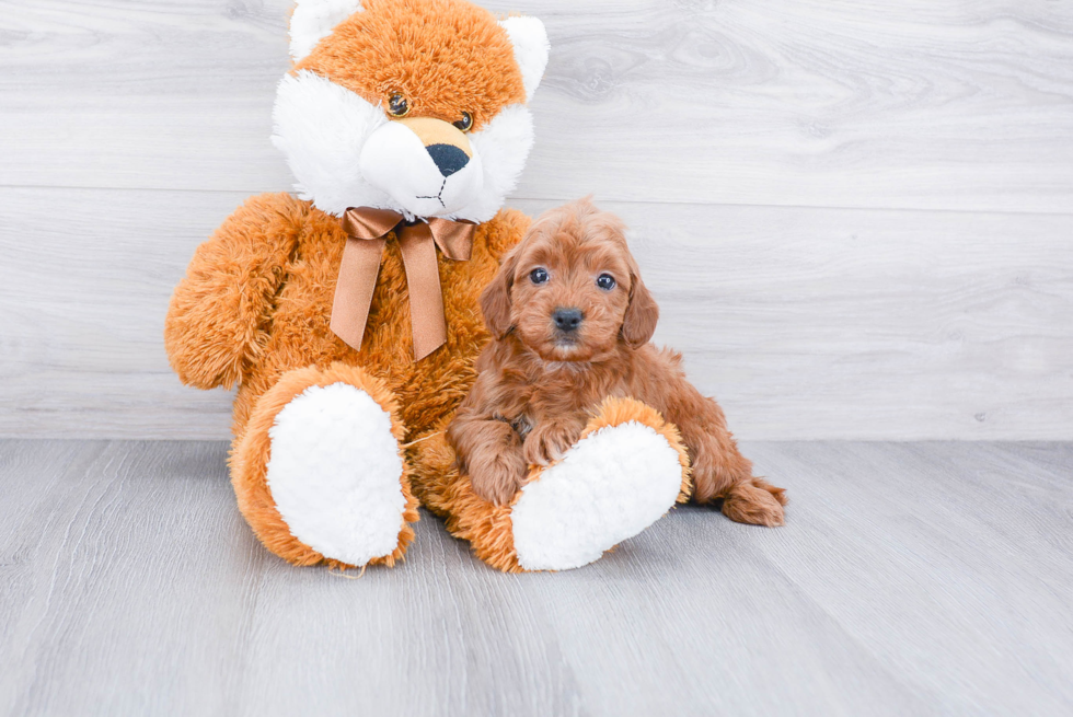 Adorable Golden Retriever Poodle Mix Puppy