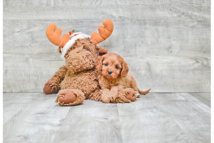 Popular Cavapoo Poodle Mix Pup