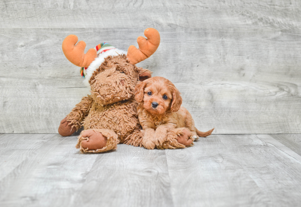 Popular Cavapoo Poodle Mix Pup