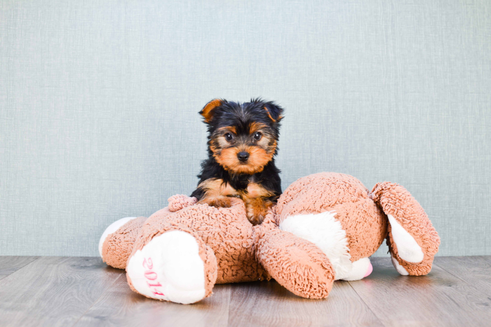 Meet Snickers - our Yorkshire Terrier Puppy Photo 