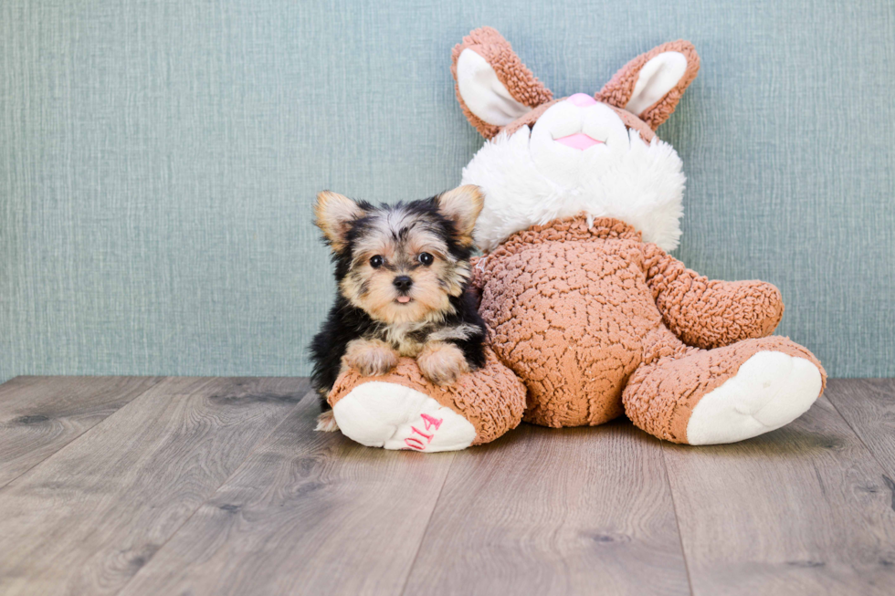 Best Morkie Baby