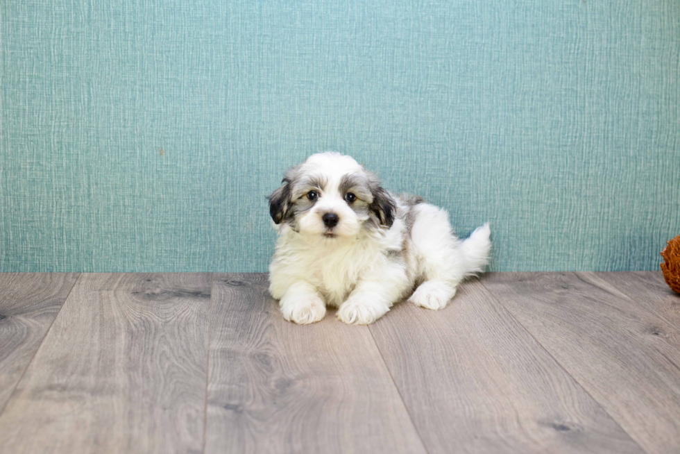 Best Havanese Baby