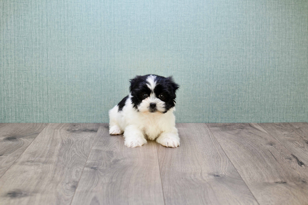 Teddy Bear Pup Being Cute