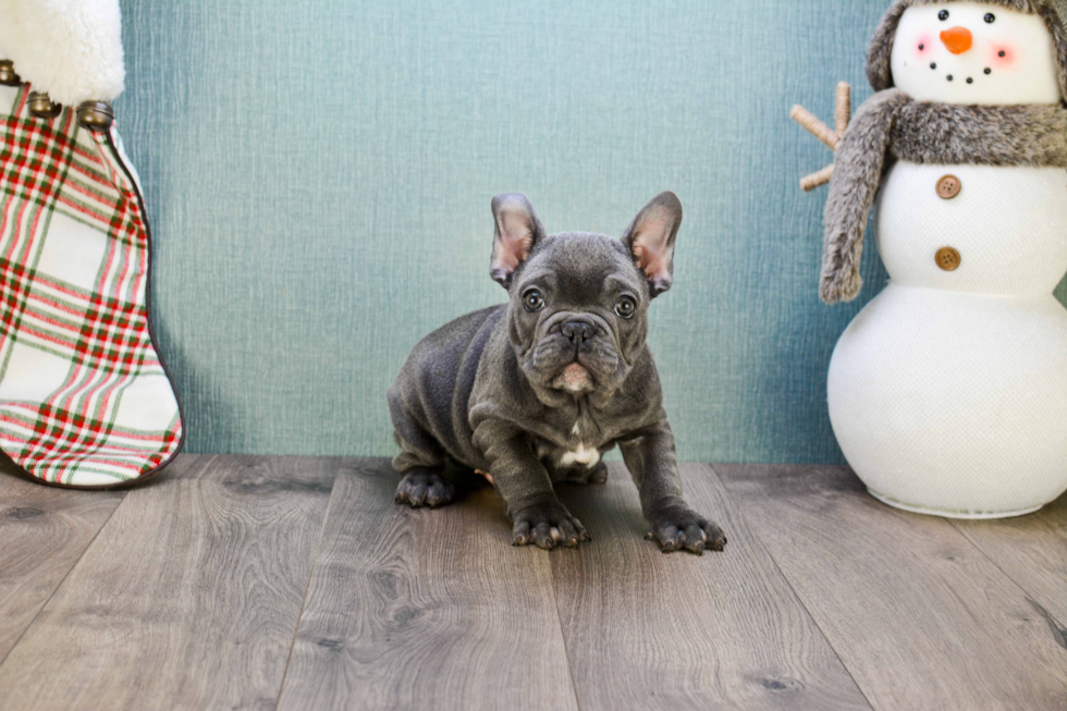 Popular French Bulldog Baby