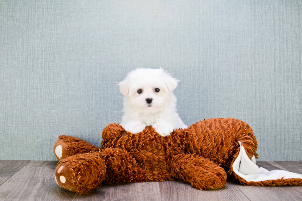 Maltese Puppy for Adoption