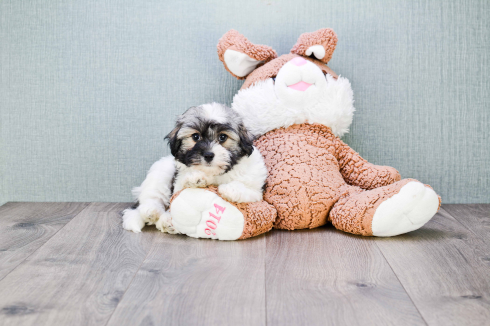 Havanese Puppy for Adoption