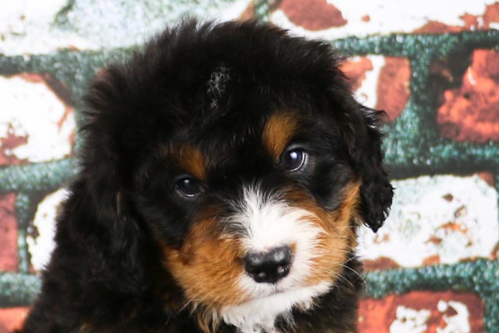 Mini Bernedoodle Puppy for Adoption