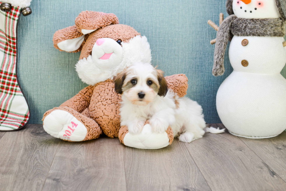 Havanese Pup Being Cute