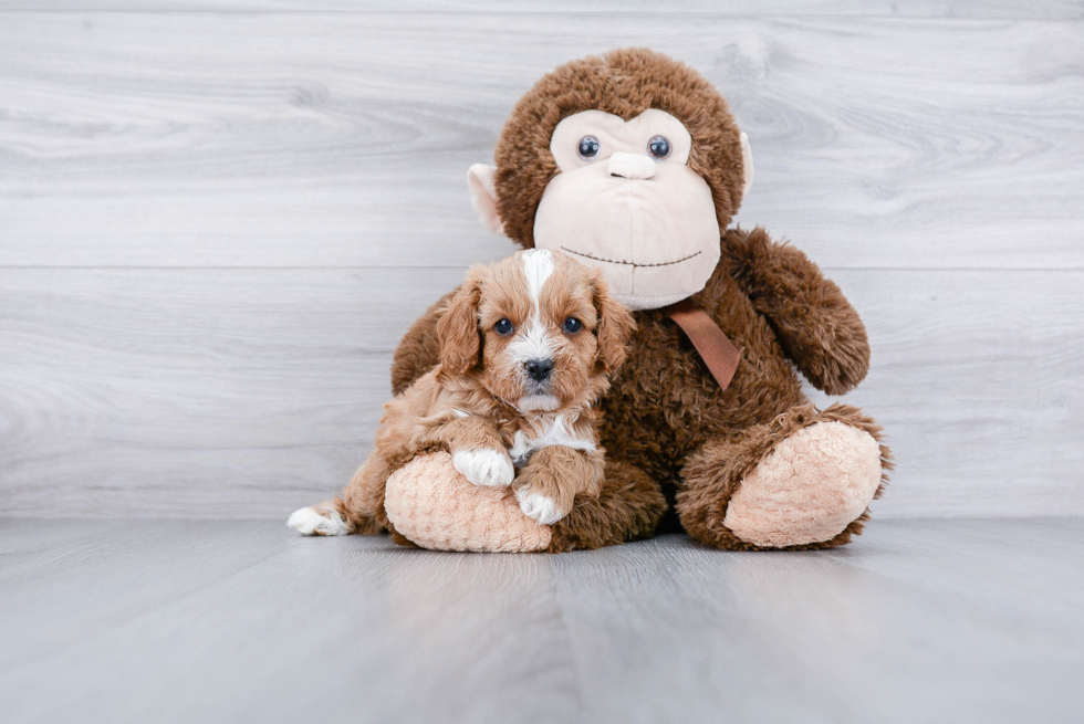 Best Cavapoo Baby