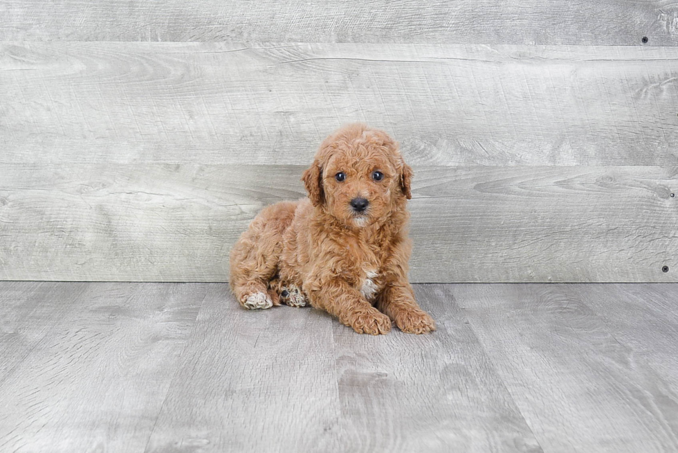 Mini Goldendoodle Puppy for Adoption