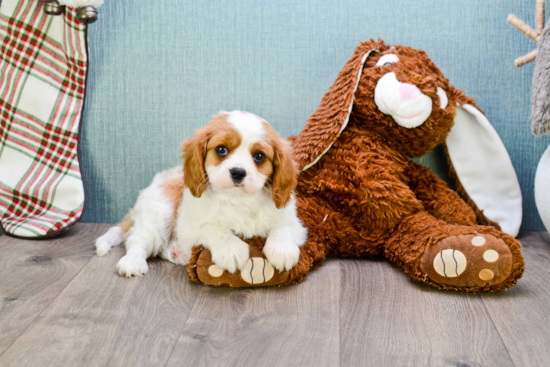 Cavalier King Charles Spaniel Puppy for Adoption