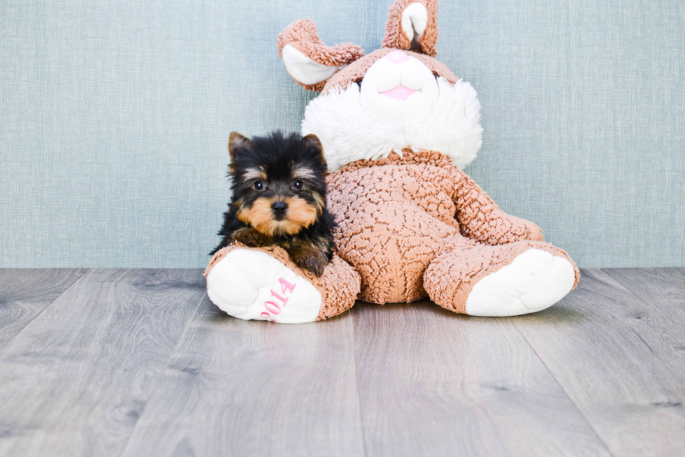 Meet Zoro - our Yorkshire Terrier Puppy Photo 