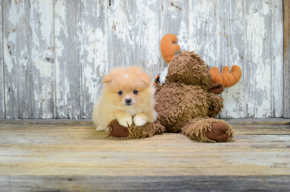 Best Pomeranian Baby