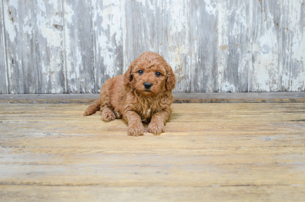 Energetic Golden Retriever Poodle Mix Puppy