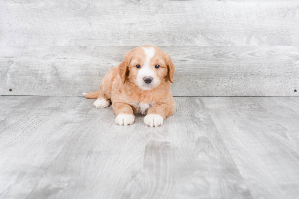 Mini Goldendoodle Puppy for Adoption