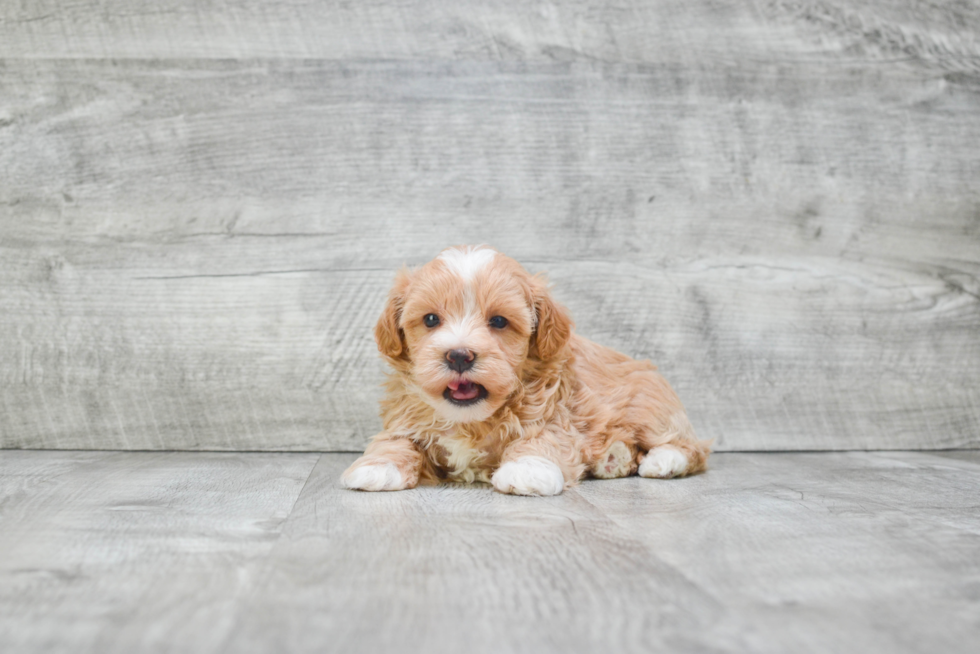 Maltipoo Pup Being Cute