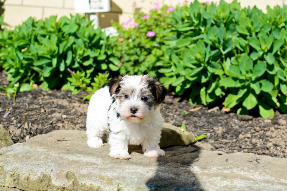 Small Morkie Baby