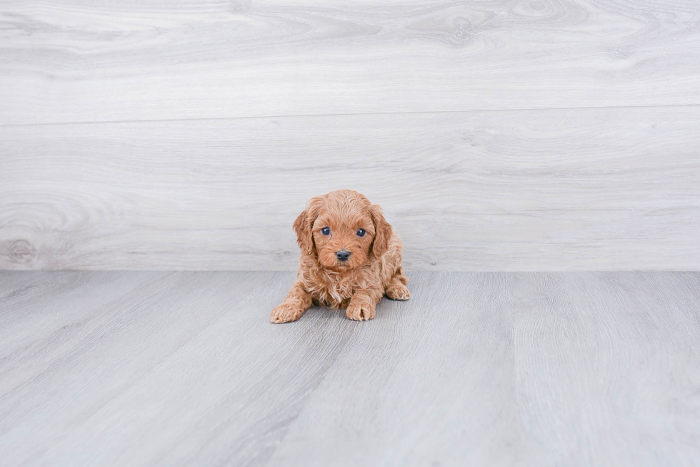 Cavapoo Pup Being Cute