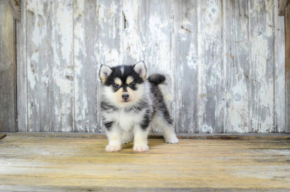 Best Pomsky Baby