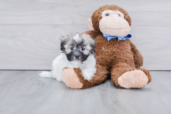 Popular Havanese Purebred Pup