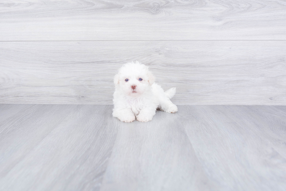 Havanese Puppy for Adoption