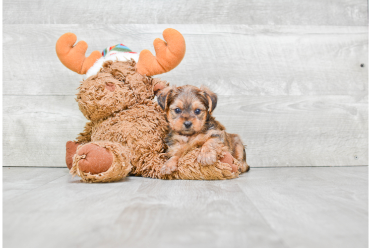 Shorkie Pup Being Cute