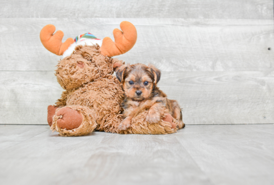 Shorkie Pup Being Cute