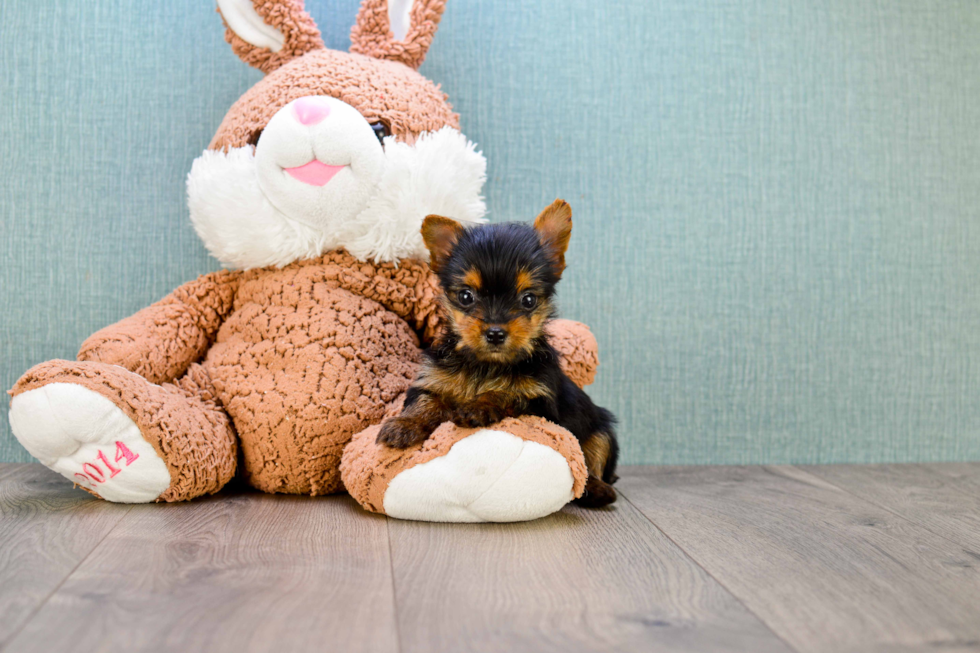 Meet Minnie - our Yorkshire Terrier Puppy Photo 