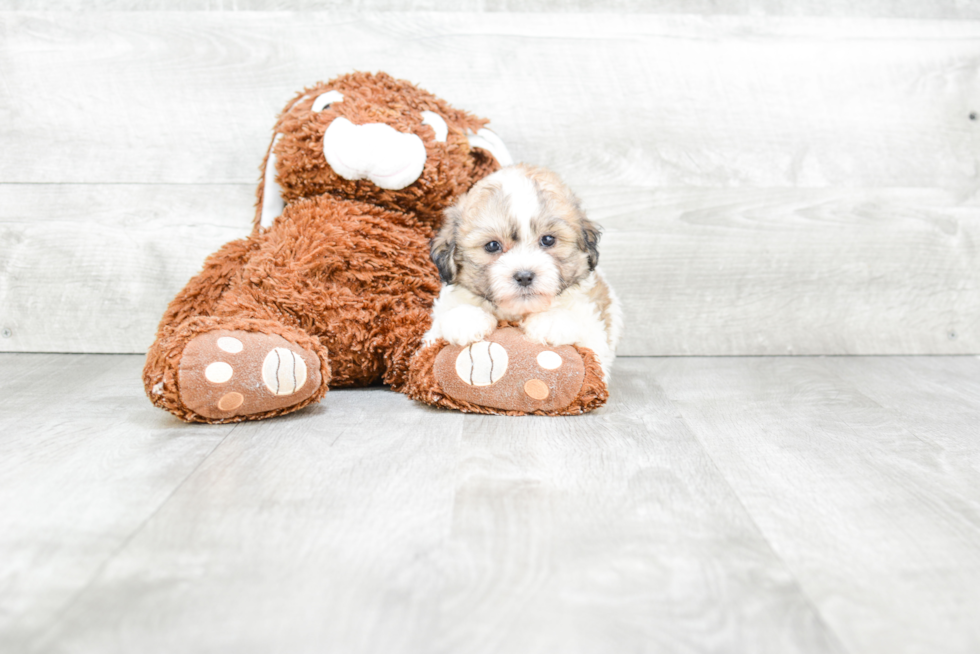 Popular Teddy Bear Designer Pup