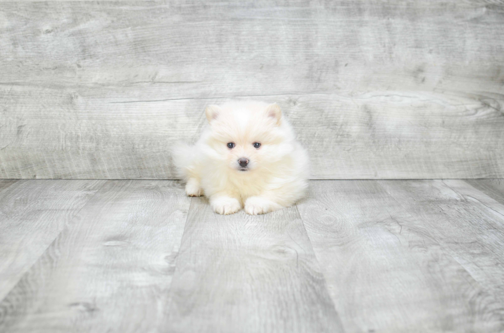 Energetic Pomeranian Purebred Puppy