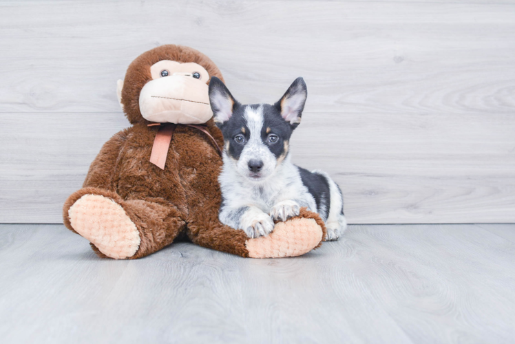 Best Cowboy Corgi Baby