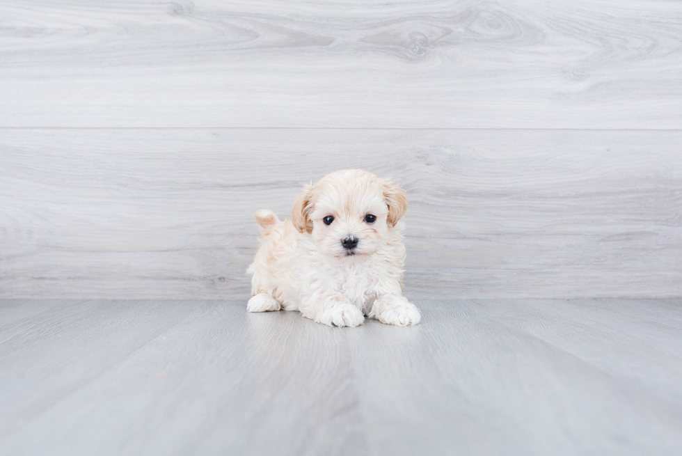 Sweet Maltipoo Baby