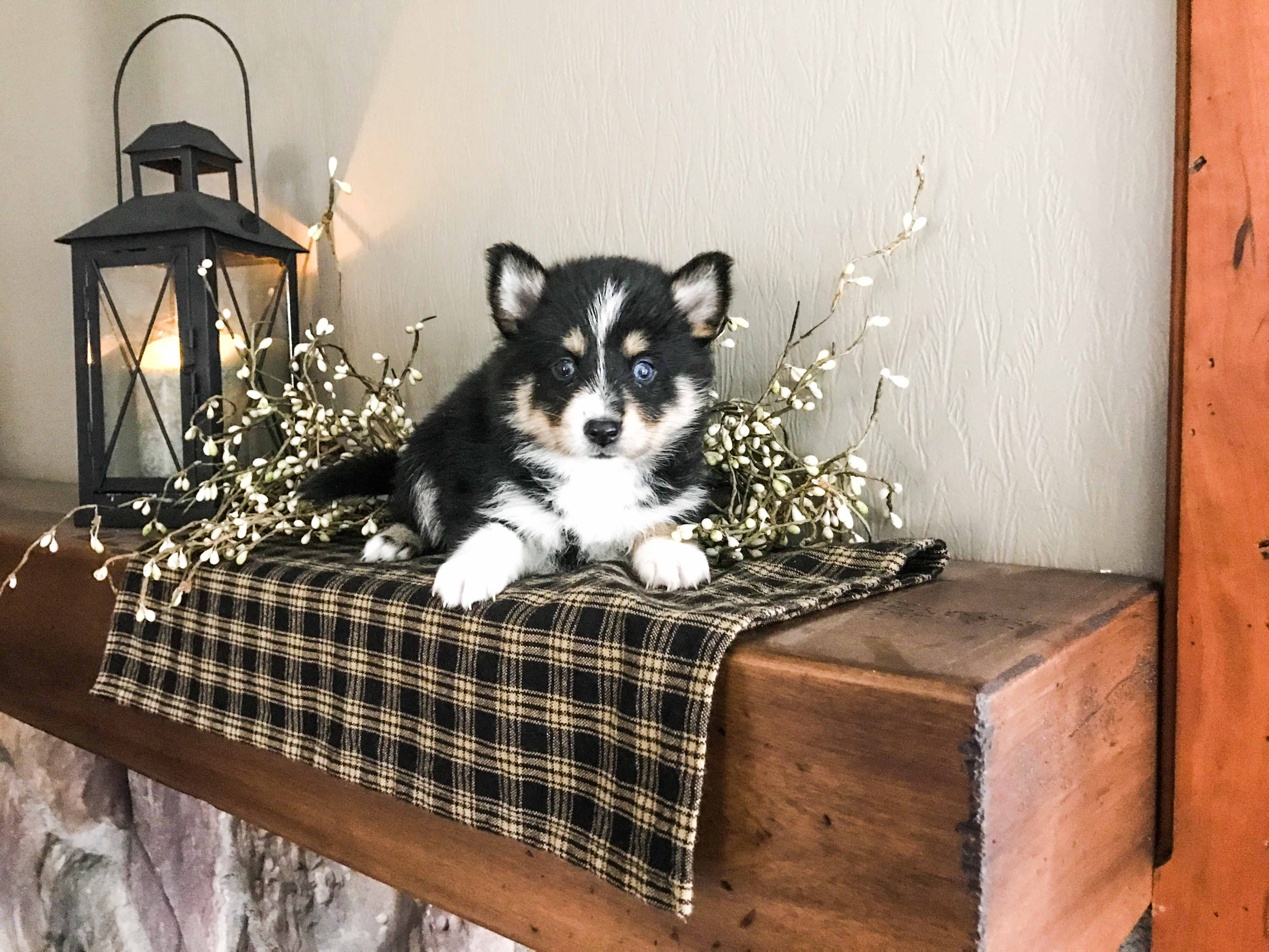 Pomsky Puppy for Adoption