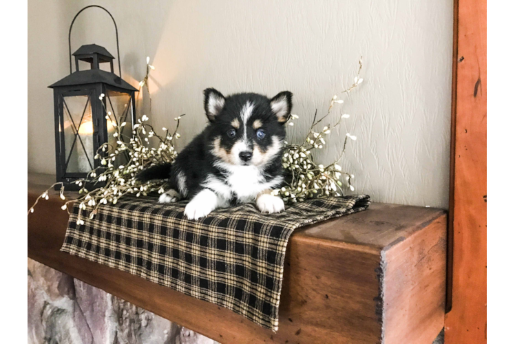 Pomsky Puppy for Adoption