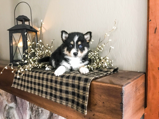 Pomsky Puppy for Adoption