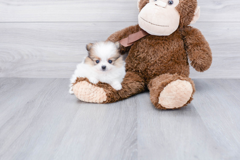 Playful Pomeranian Baby